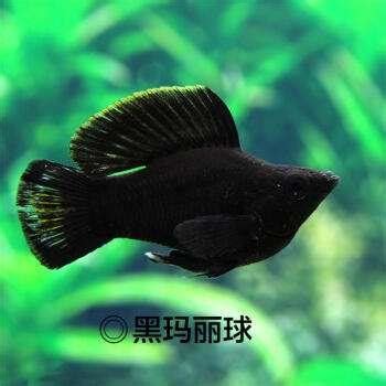 黑瑪麗魚|「魚百科」——黑瑪麗魚